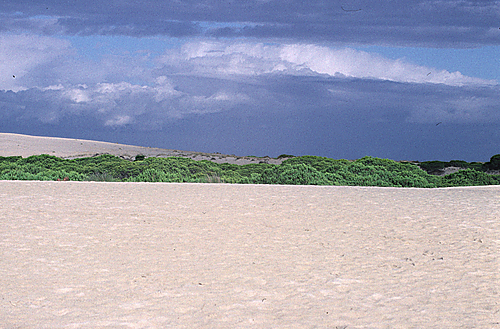 Wanderdnen in Doana, 2007