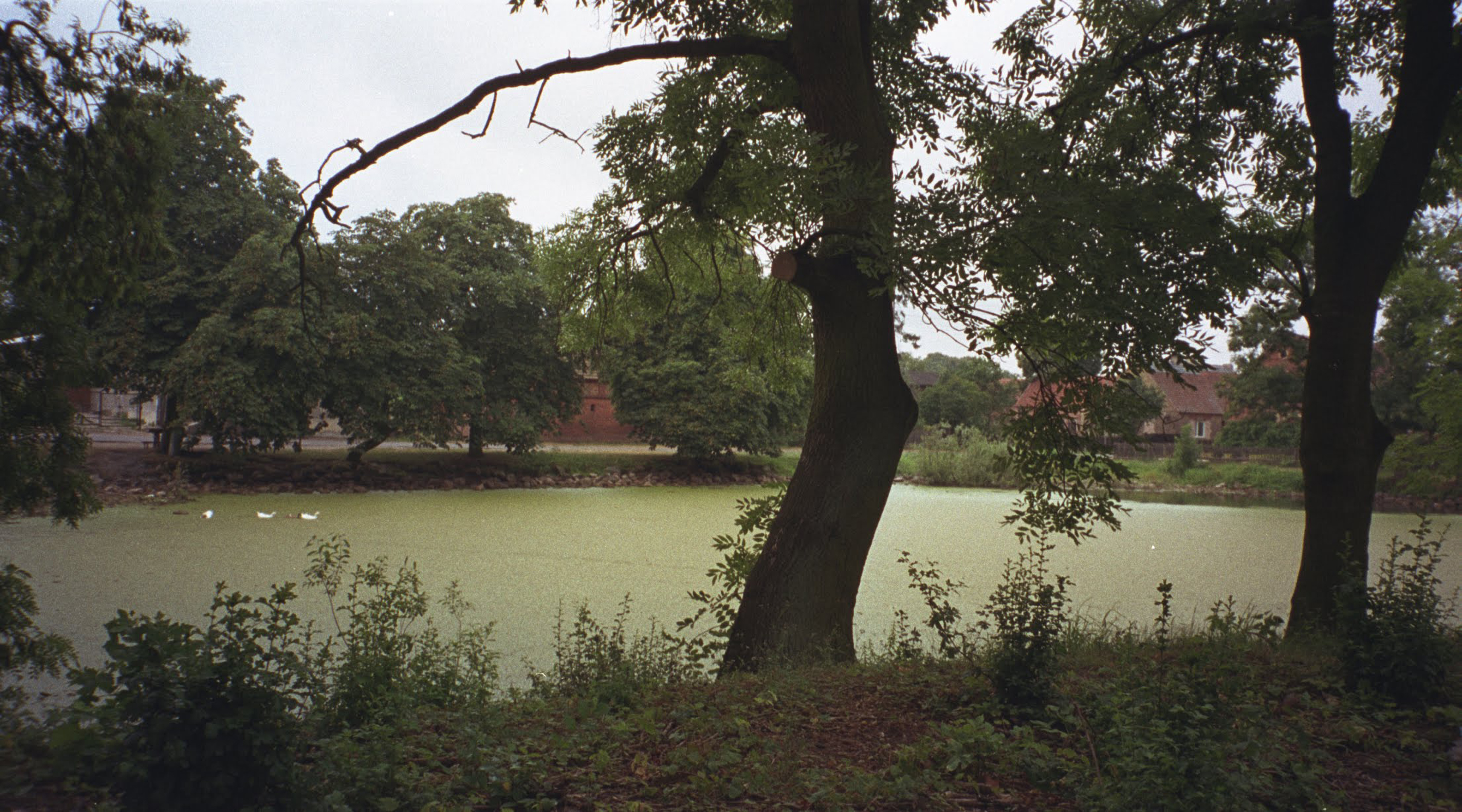 Dorfteich bei Wolimirzyce, Walmersdorf, 1999