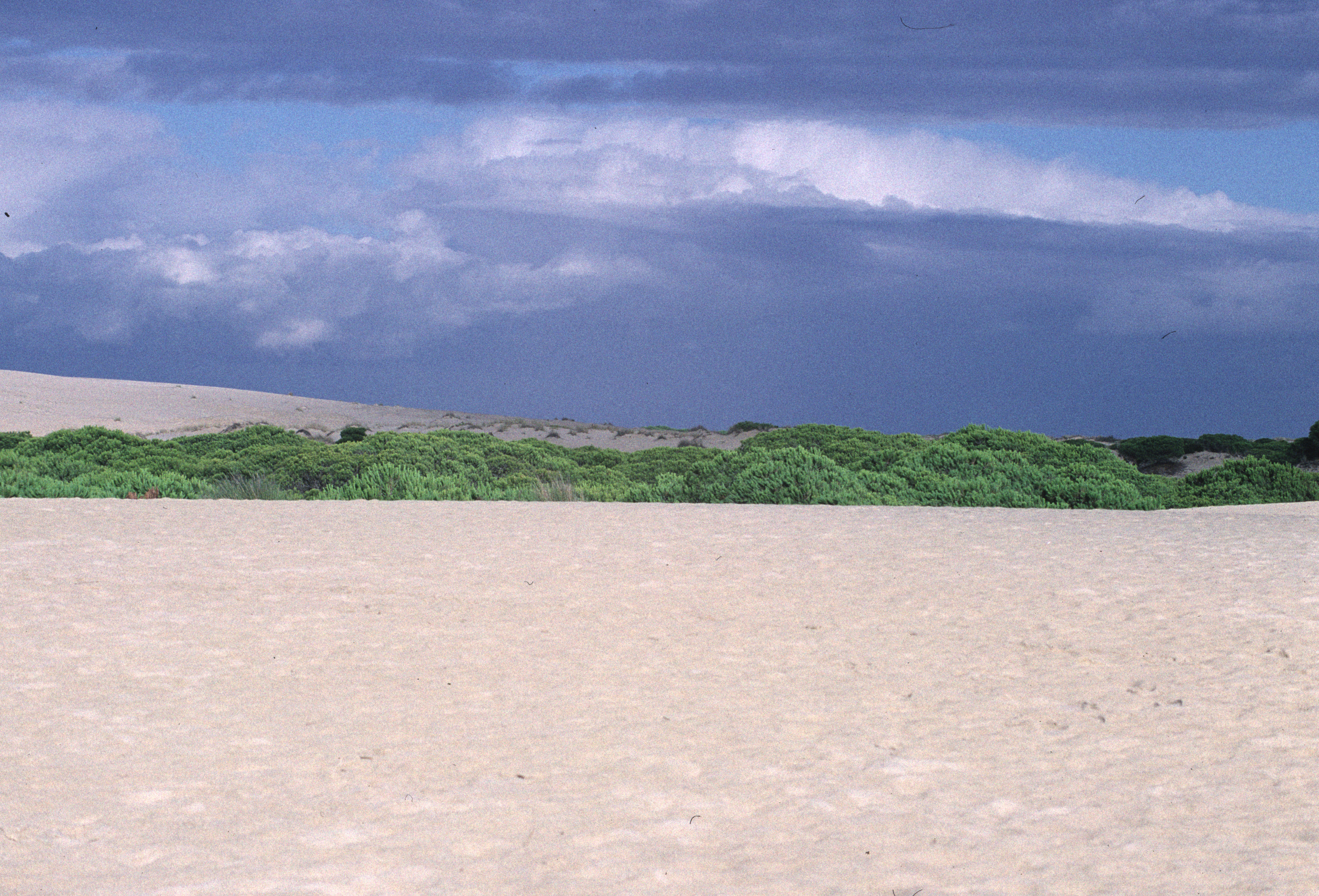 Wanderduenen in Donana, 1999