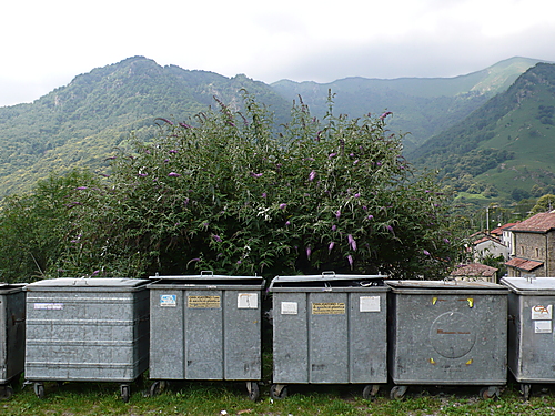 Blick auf den Monte Lema, 2007