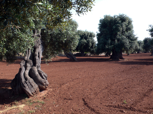 Olivenhain bei Monopoli, 2009